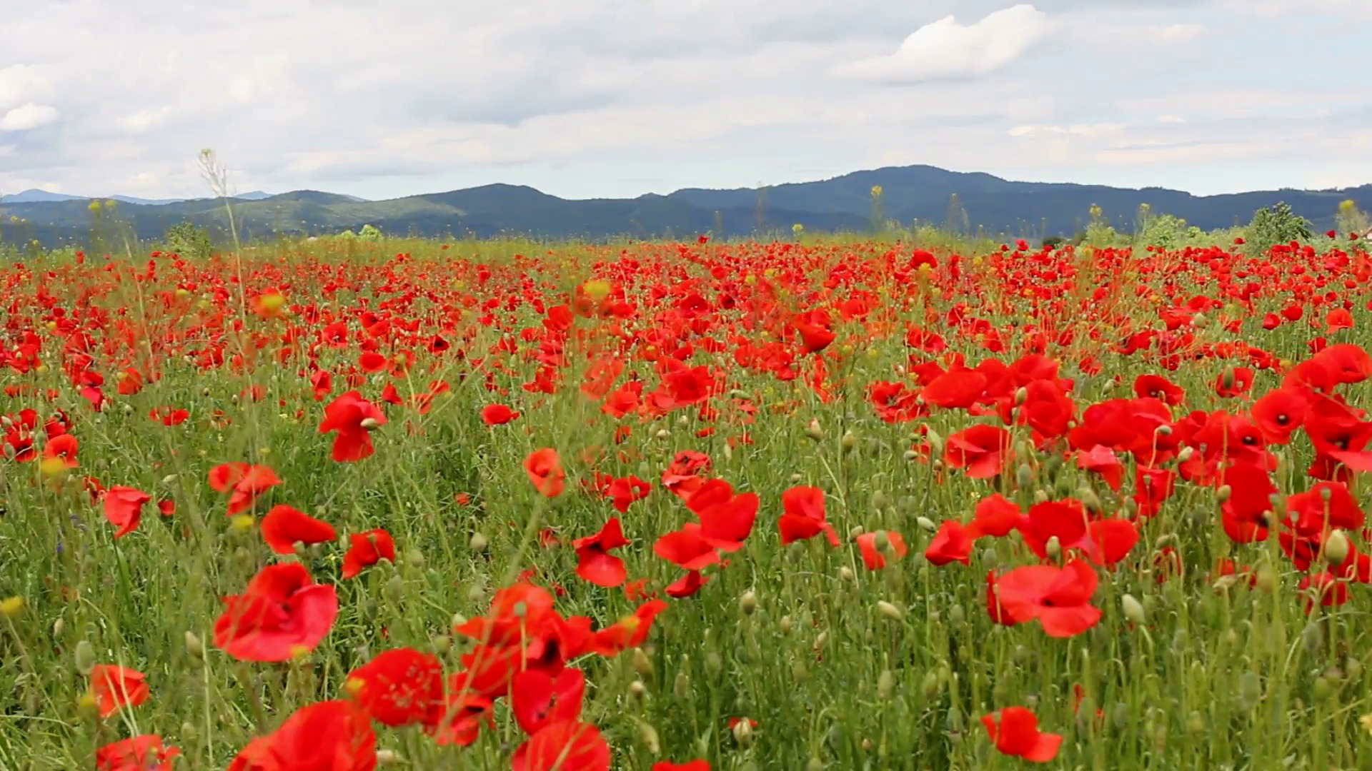 gorgeous-nature-scenery-red-poppies-flowers-field-balancing-in-the-wind ...